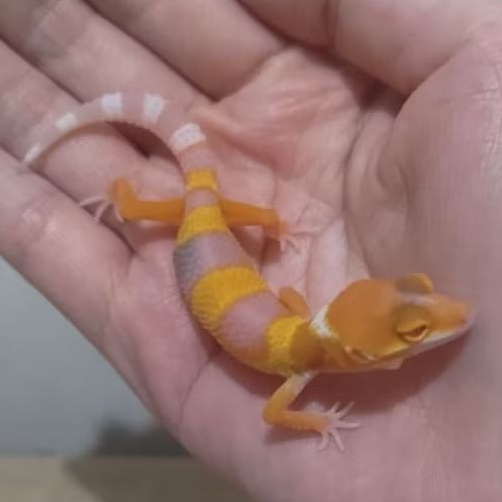 Custom Order Gecko Sunglow ( SUN 25-8 )