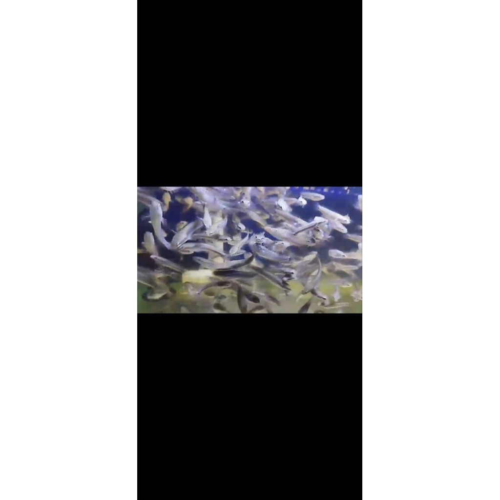 B.PULCRA 4-5CM BAHAN SUPERR GRADE A