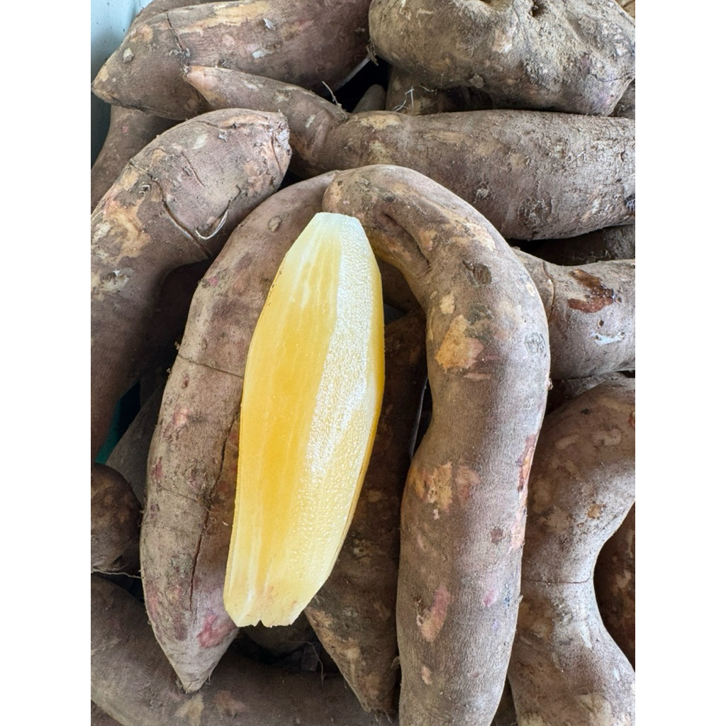 petani yakon wonosobo jual umbi yakon