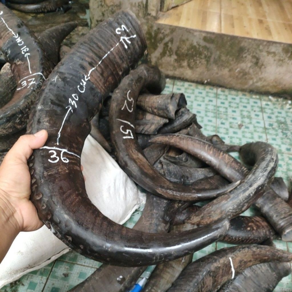 tanduk kerbau cocok untuk gagang golok/parang besar beserta sarungnya