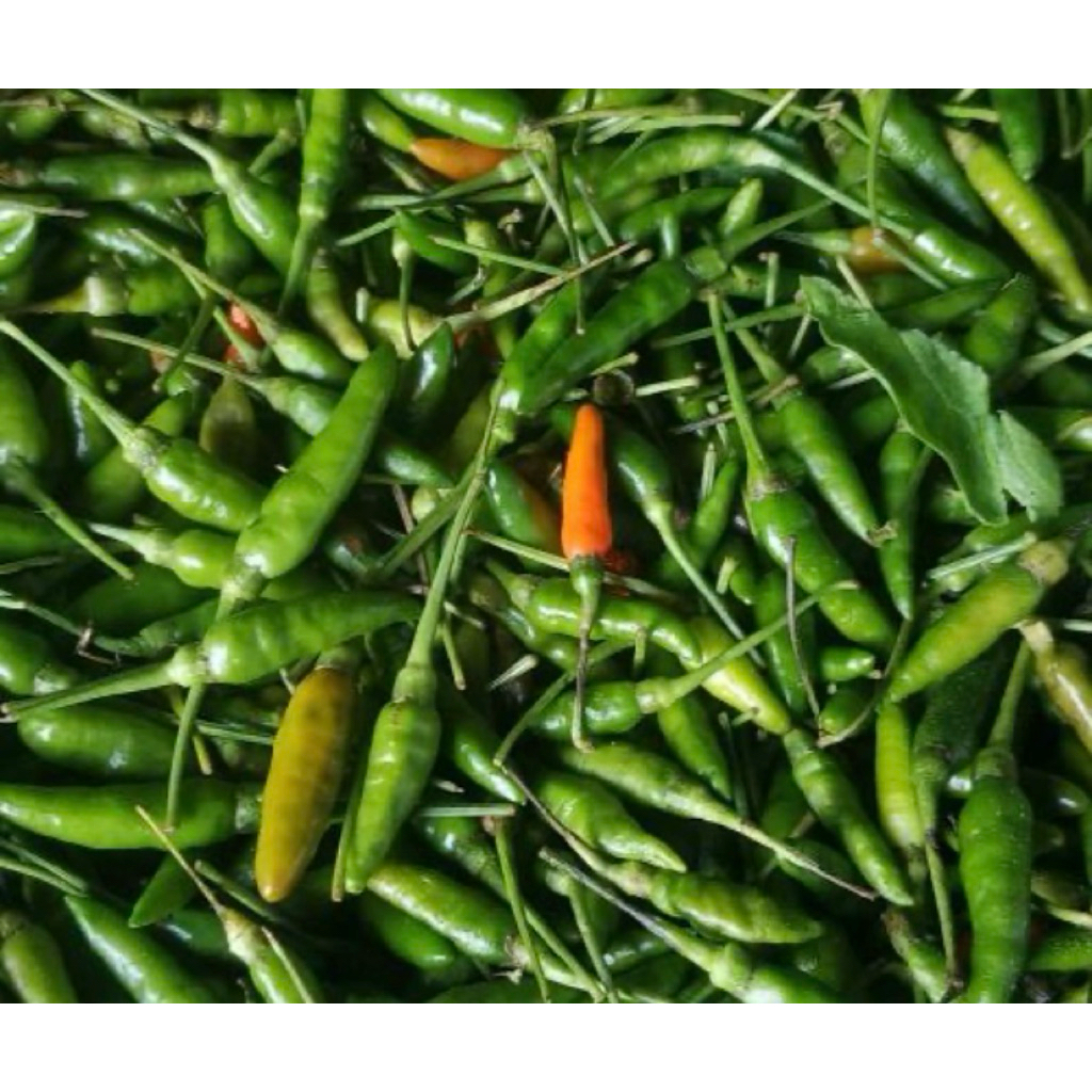 cabe kecil hijau/lombok hijau kecil/lombok fresh/cabe instan
