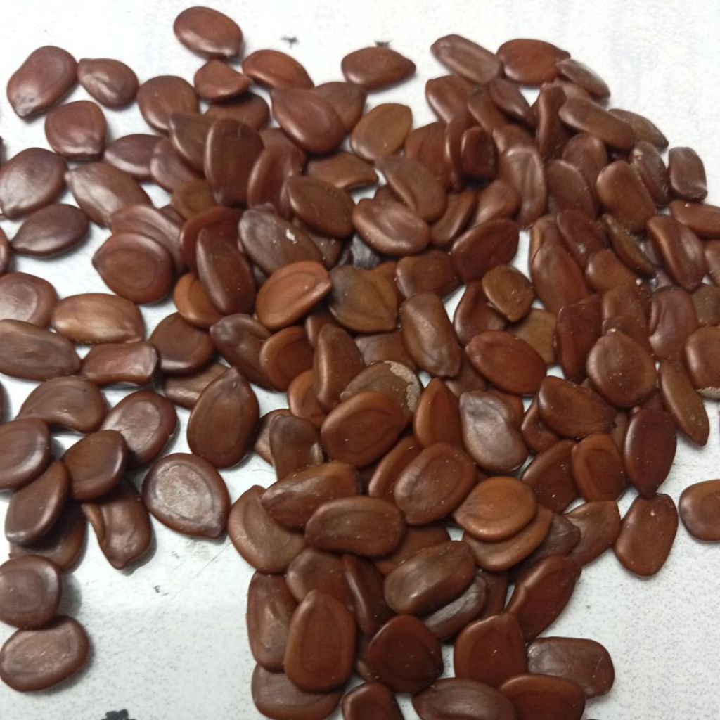 Lamtoro kering 500gr