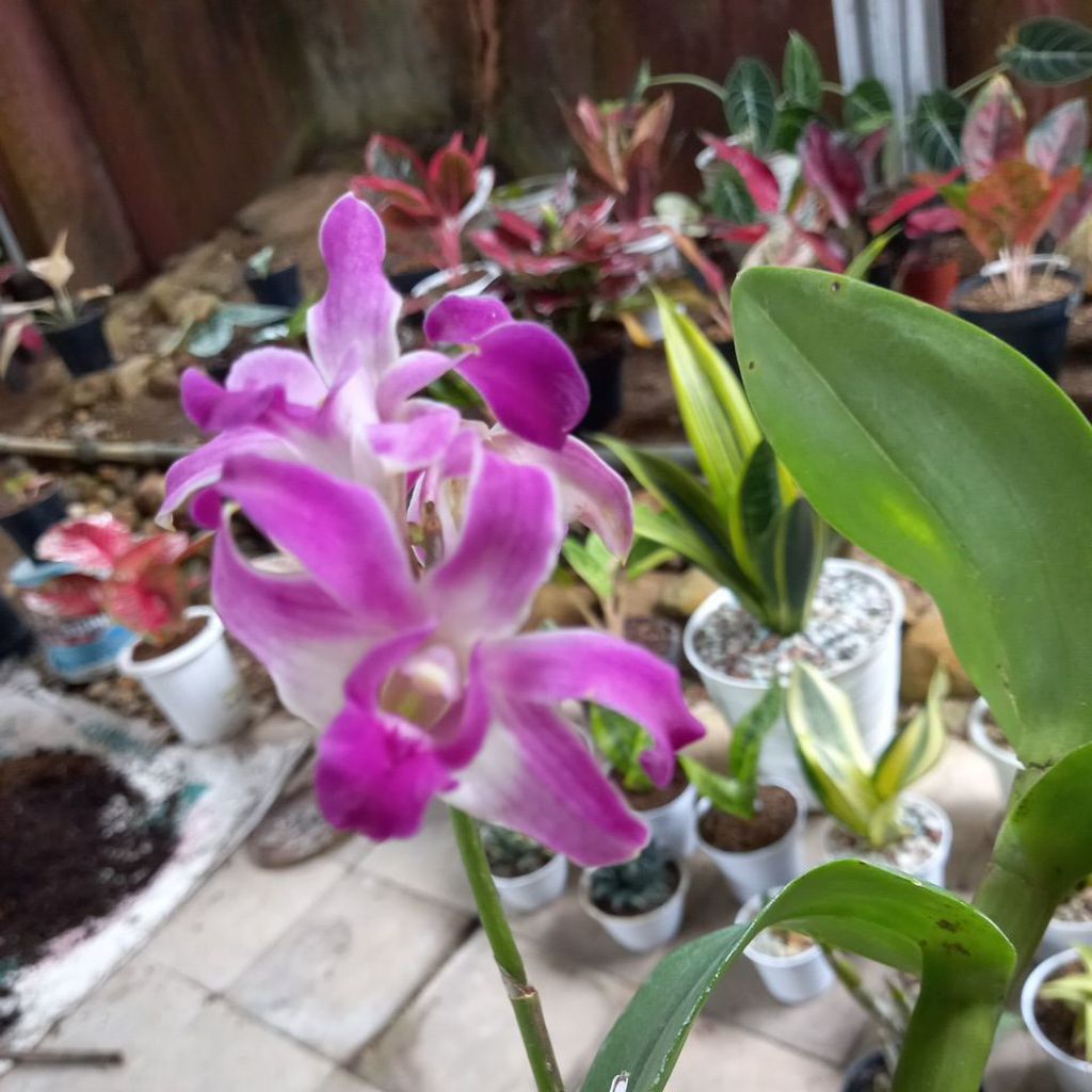 Anggrek dendrobium capung bali ungu