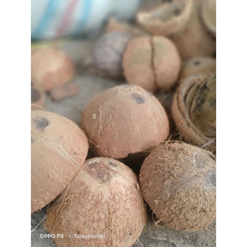 TEMPURUNG/BATOK KELAPA UTUH
