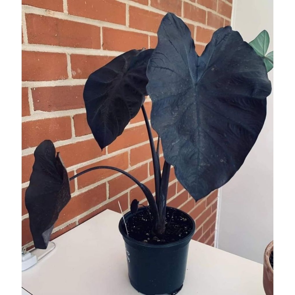 colocasia black megik