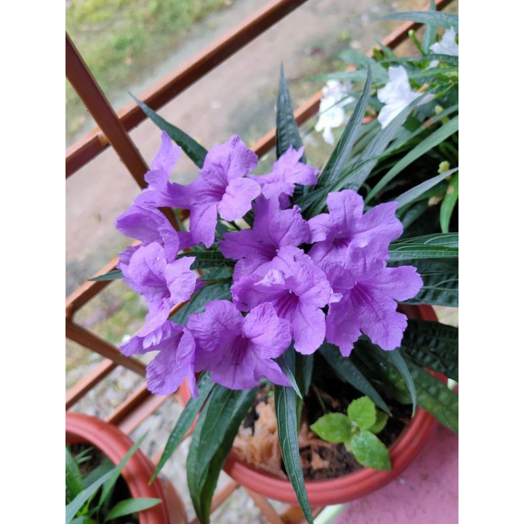 Tanaman Ruellia simplex bunga ungu