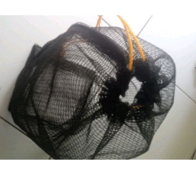 koja kantong ikan kepis