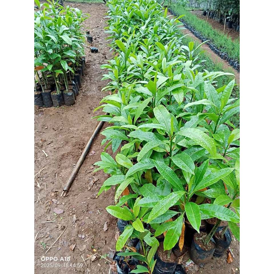 Bibit Pohon Bintaro Peneduh dan Perindang