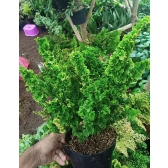 PROMO(BISA COD) Tanaman hias suplir Tusuk Sate / suplir tusuk sate rimbun/ suplir kriwil