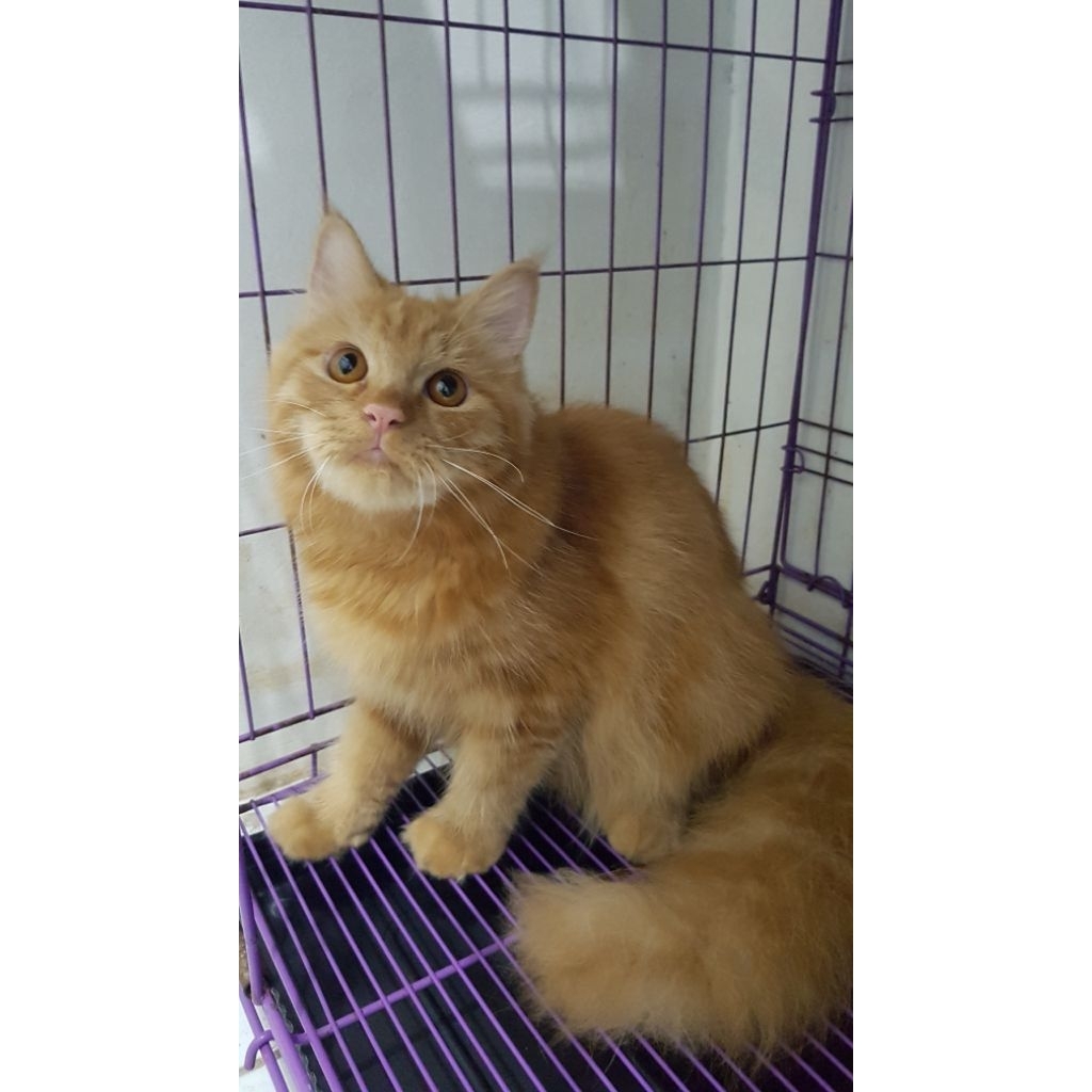 open adopt kitten persia mix mainecoon