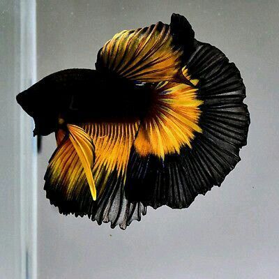 Cupang Halfmoon Multicolor Hitam Emas – Sirip Lebar, Tubuh Mewah Koleksi