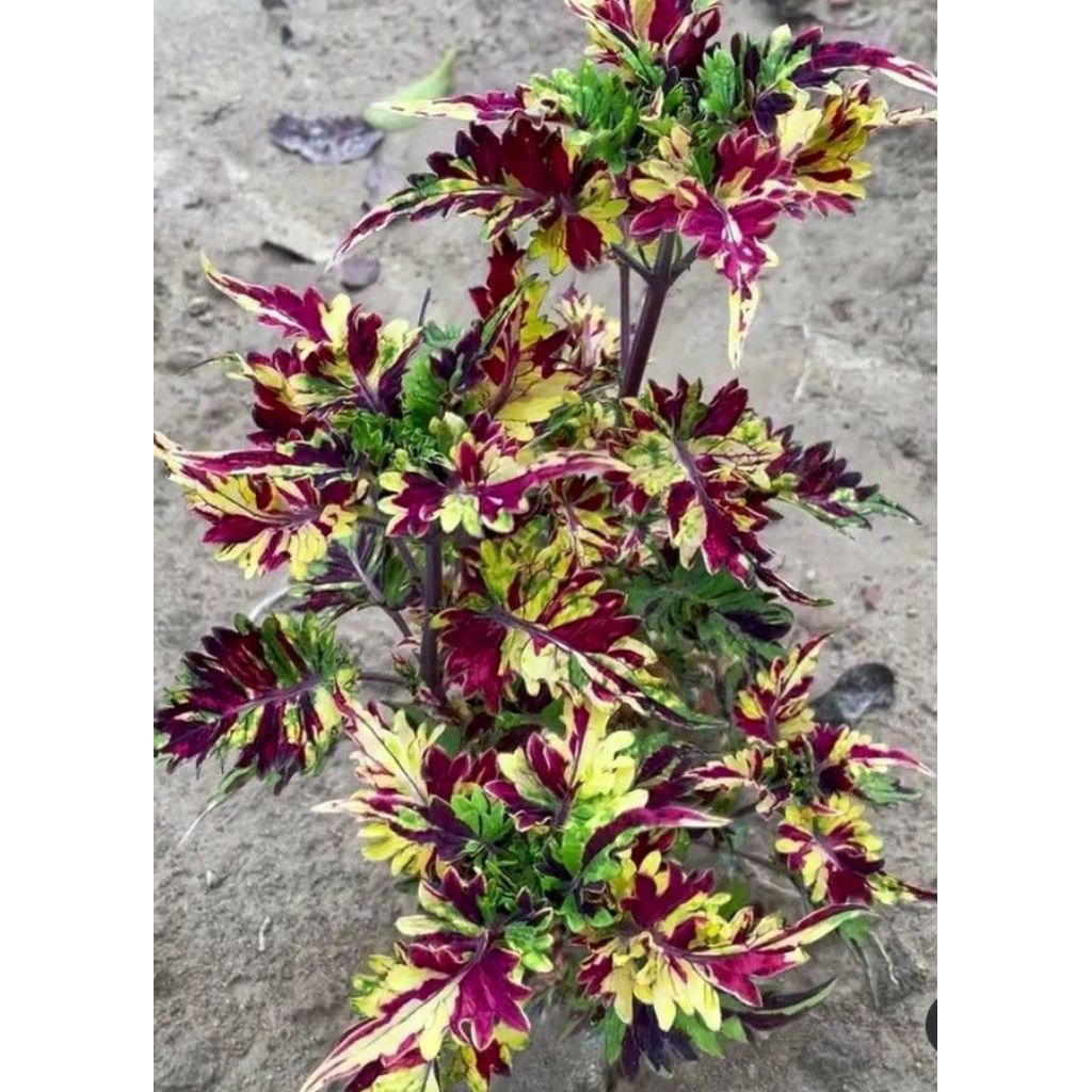 Tanaman Miana atau Coleus (nama ilmiah: Coleus scutellarioides).