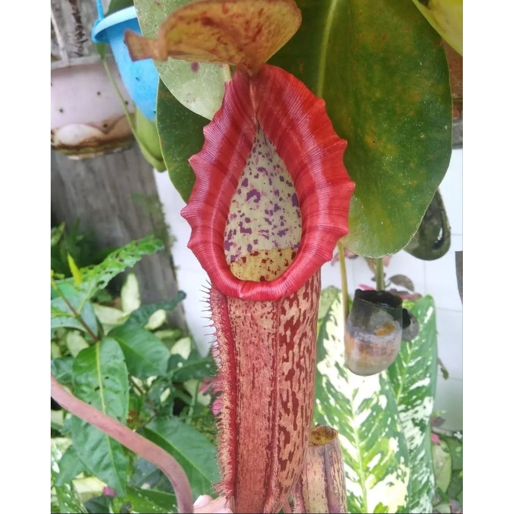 Nepenthes Miranda