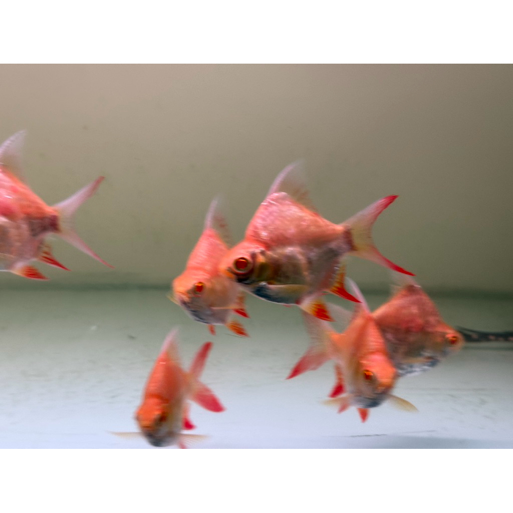 ikan kaviat albino SB king