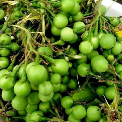 Buah Cempokak/ Rimbang