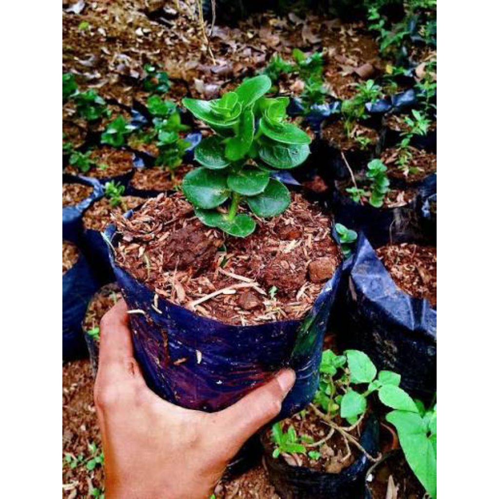 Bibit natalplum buah tanaman bonsai cantik