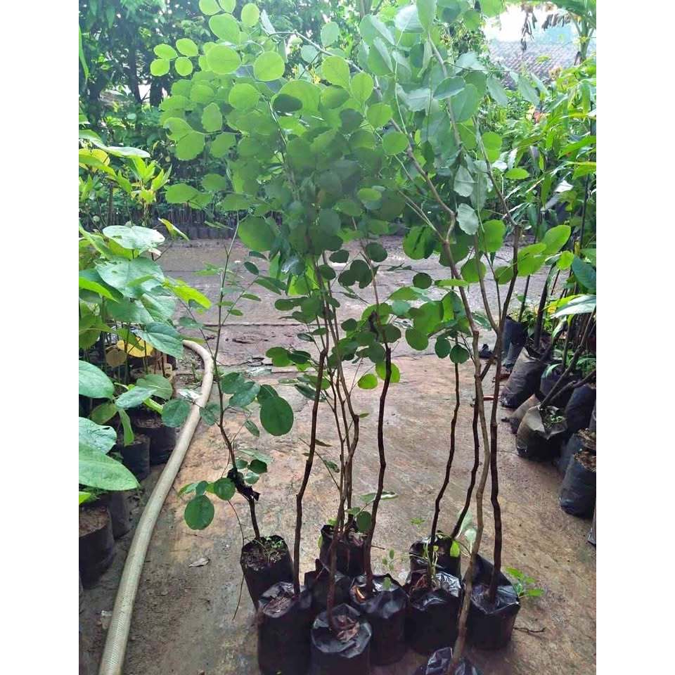 Bibit Tanaman Sonokeling Kayu Furniture Berkualitas Siap Tanam / Bibit Sonokeling