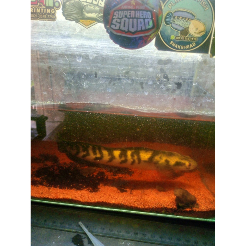 Channa maru