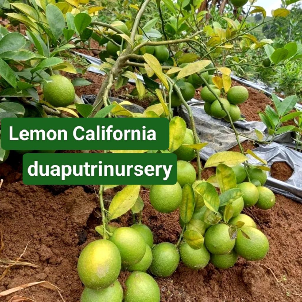 Bibit Lemon California Asli | Lemon California, Bibit Jeruk Lemon California