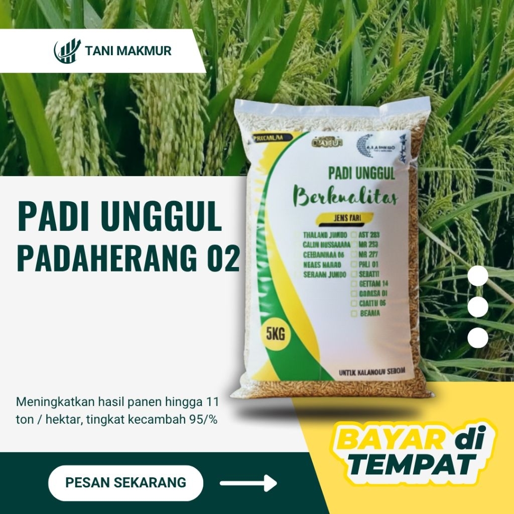 Benih padi unggul PADAHERANG02 padi super kualitas super unggul 5kg