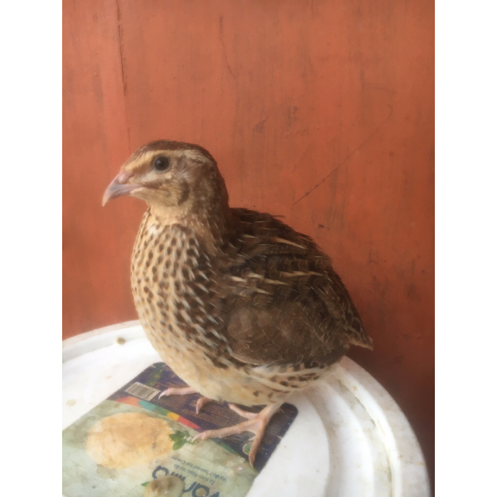 Telur Tetas Puyuh GPS Coklat