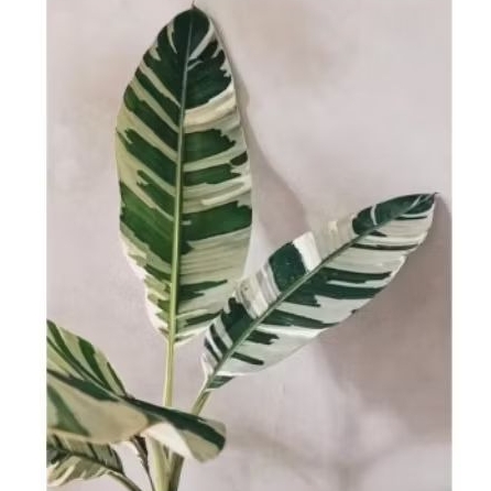 Bibit Tanaman Buah Pisang Varigata Musa Ae Ae Florida