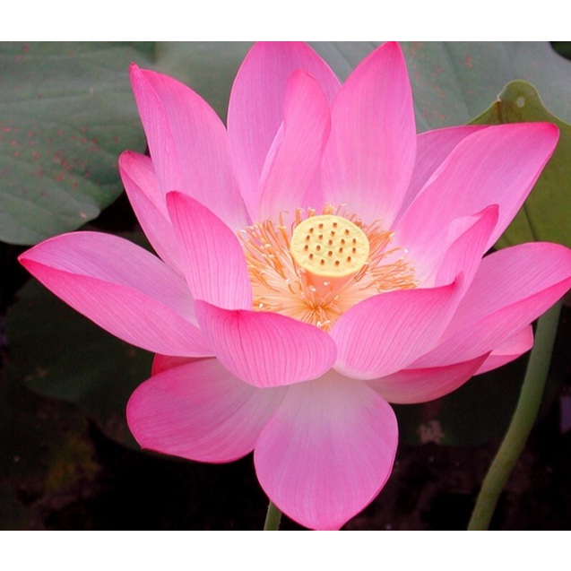 Bibit bunga teratai Air Teratai Mini Kembang Bopong