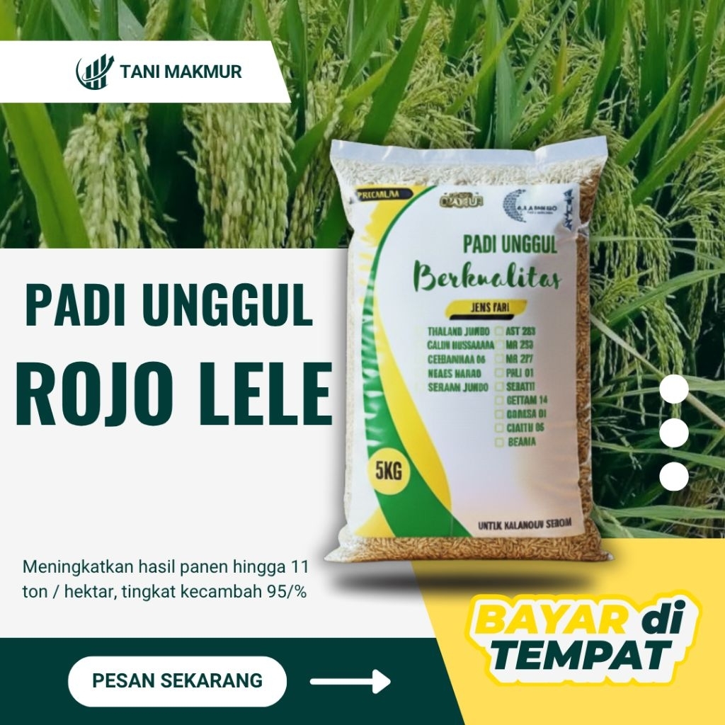Benih padi unggul ROJOLELE Original 5kg