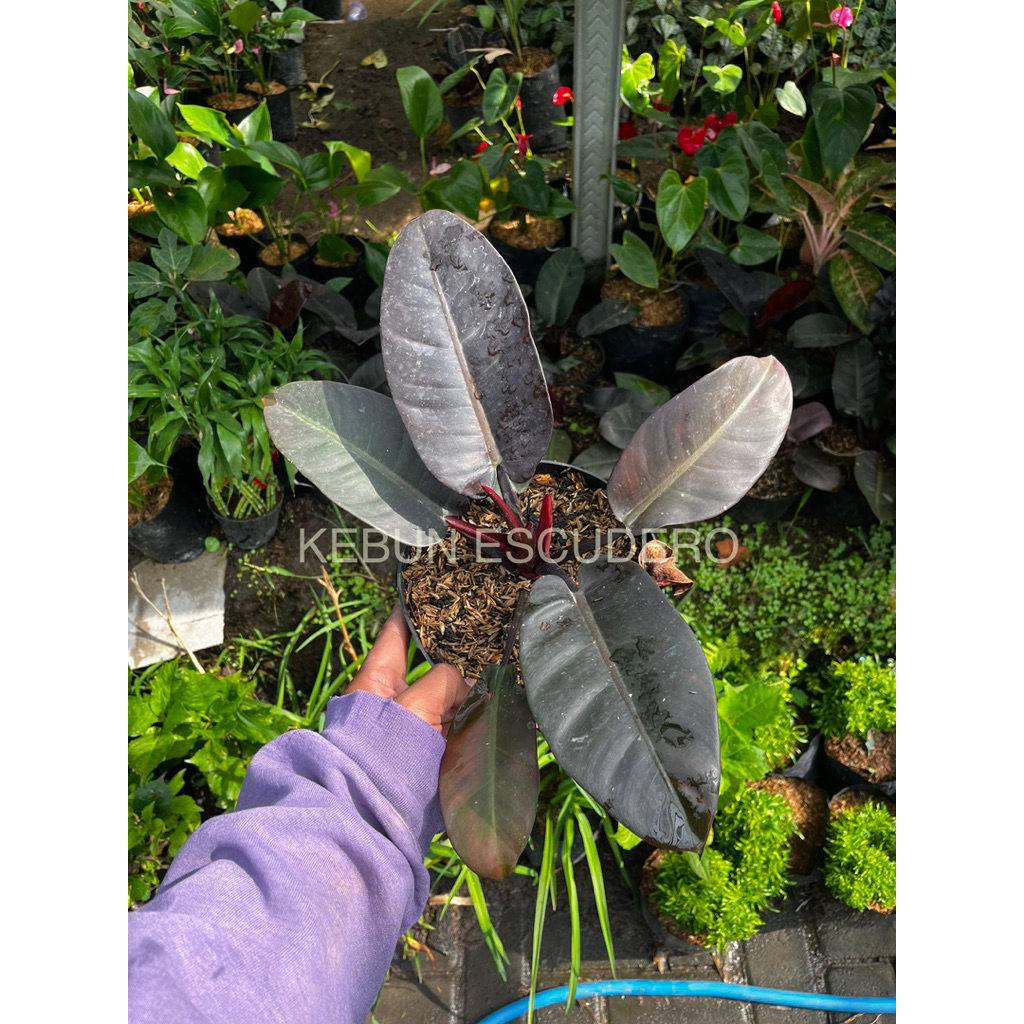 Black Cardinal - Tanaman Hias Philodendron Black Cardinal - Philo Black Cardinal - Tanaman Koleksi B