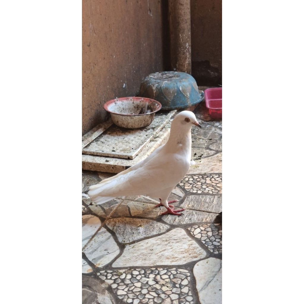 merpati jantan putih