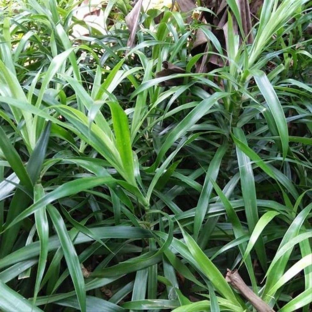 Bibit pandan suji/bibit daun suji pohon suji tanaman suji