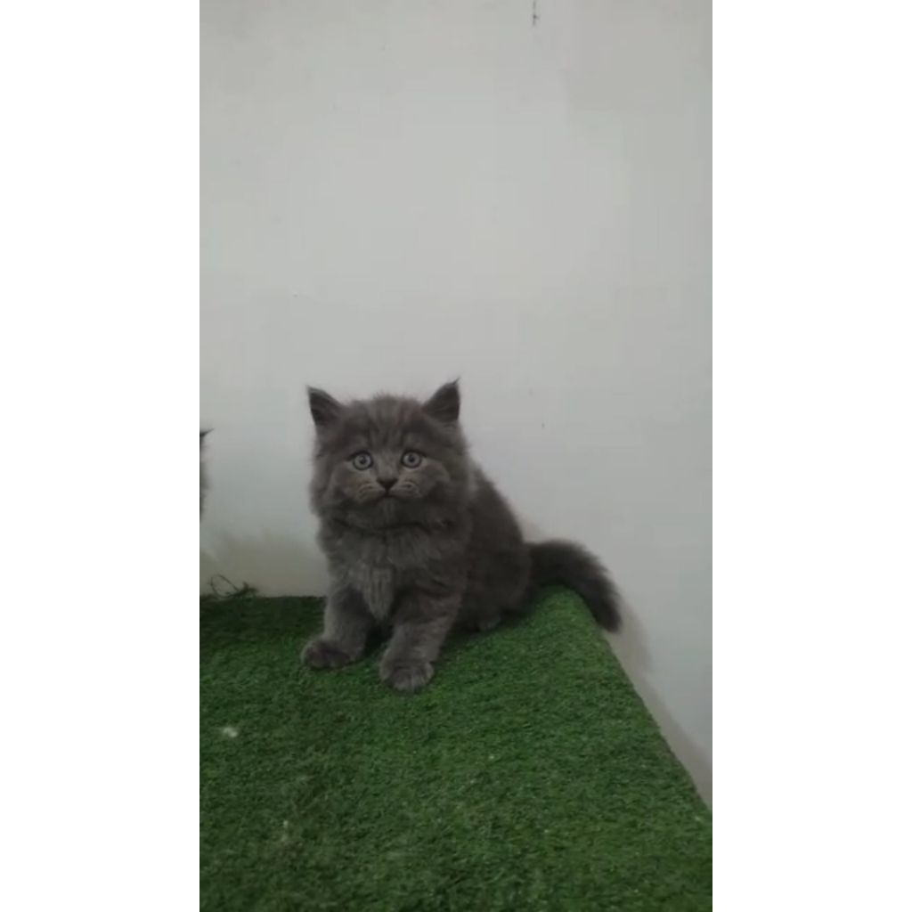 kucing munchkin ns british longhair betina abu solid blue solid