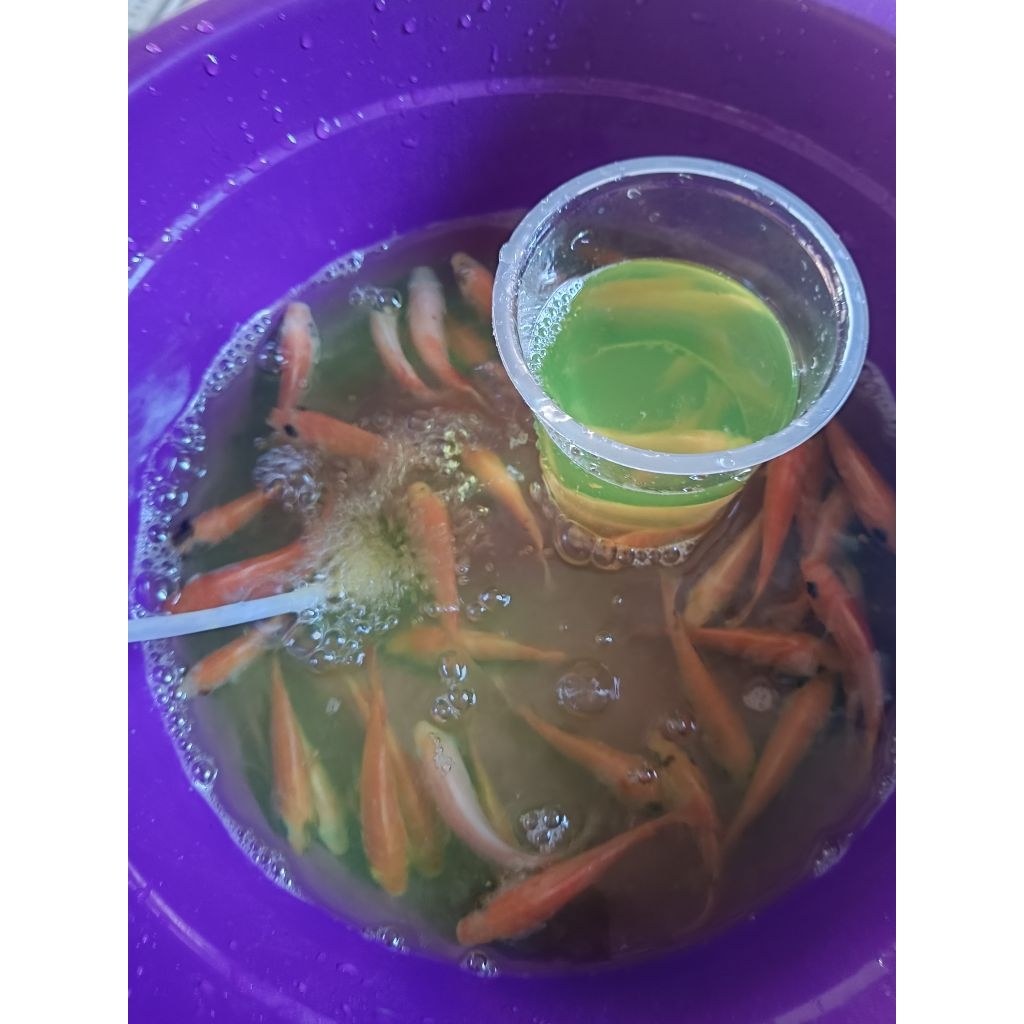 nila merah vitamin super original ikan kolam bibit 25 ekor semoga selamat sampai tujuan amin