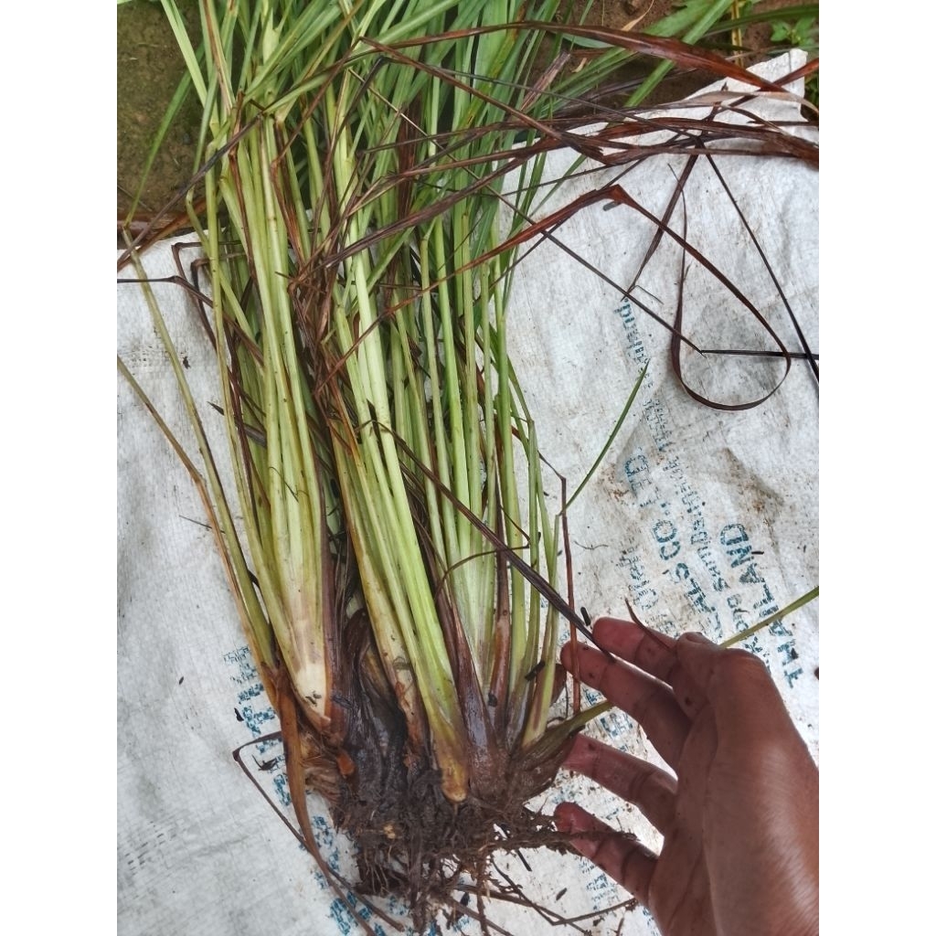 bibit sereh 500gram-1kg /bibit sereh bumbu masak /sereh segar fresh/sereh tanam /bibit sereh