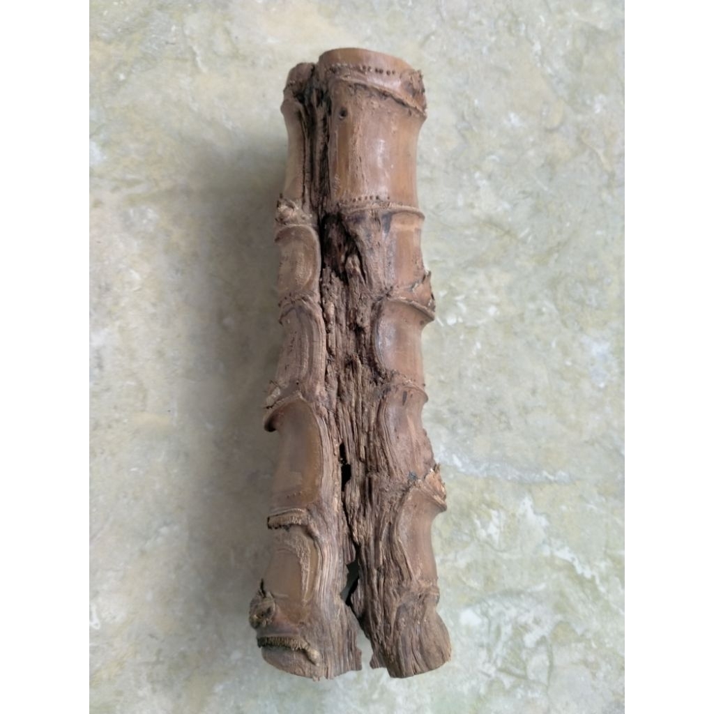 BAMBU UNIK COMBONG TEMBUS RUAS PENDEK (20 CM) ORI