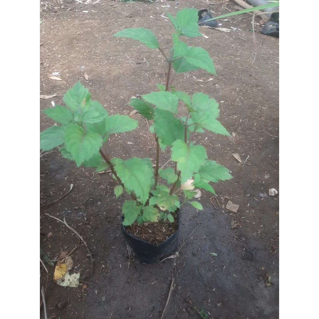 nilam/minyak nilam/tanaman herbal nilam/tanaman herbal nilam