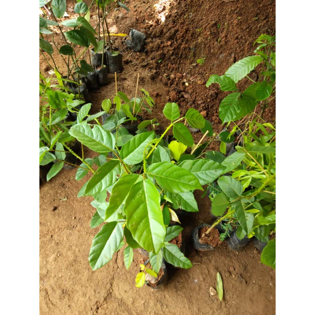 Bibit Tanaman Dadap Merah - Banyak Manfaatnya - Murah