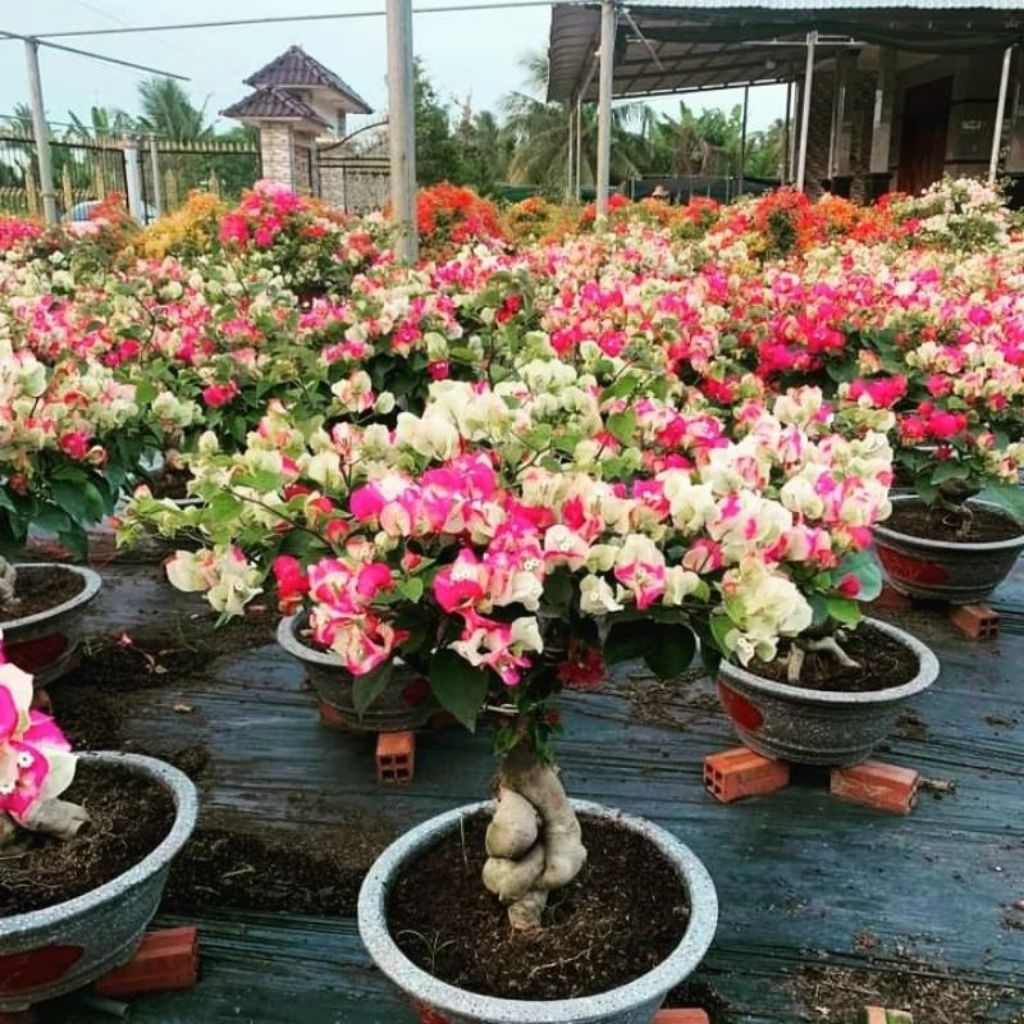 bibit bonggol bugenvil bahan bonsai