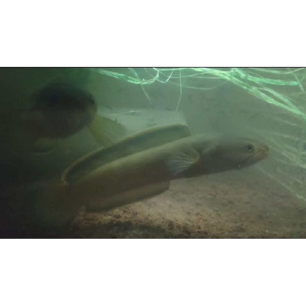 chana limbata pair satu jodoh