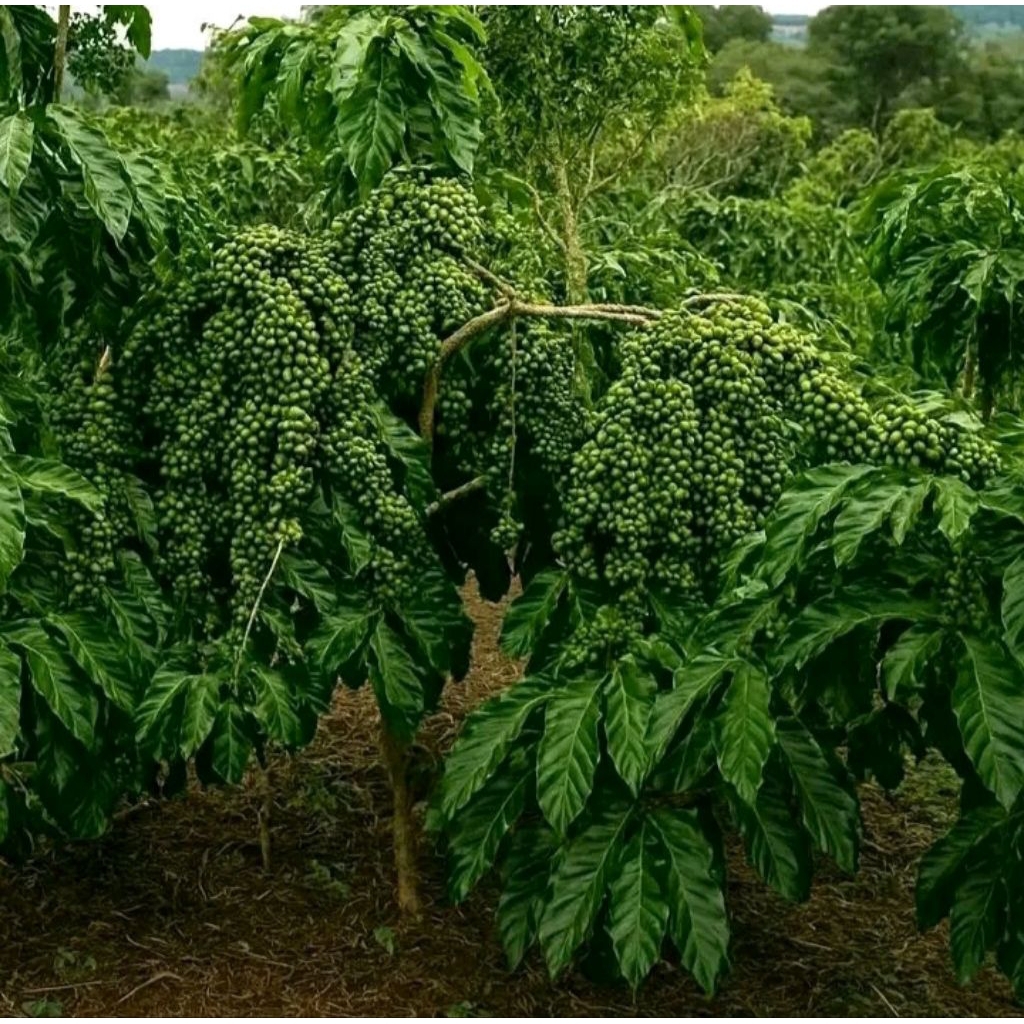 bibit kopi robusta bagio super 70/100 batang