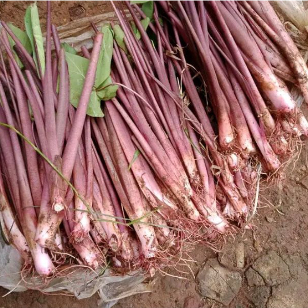 bibit talas pratama 3 - talas ketan - talas bogor per bibit beli 5 gratis 1