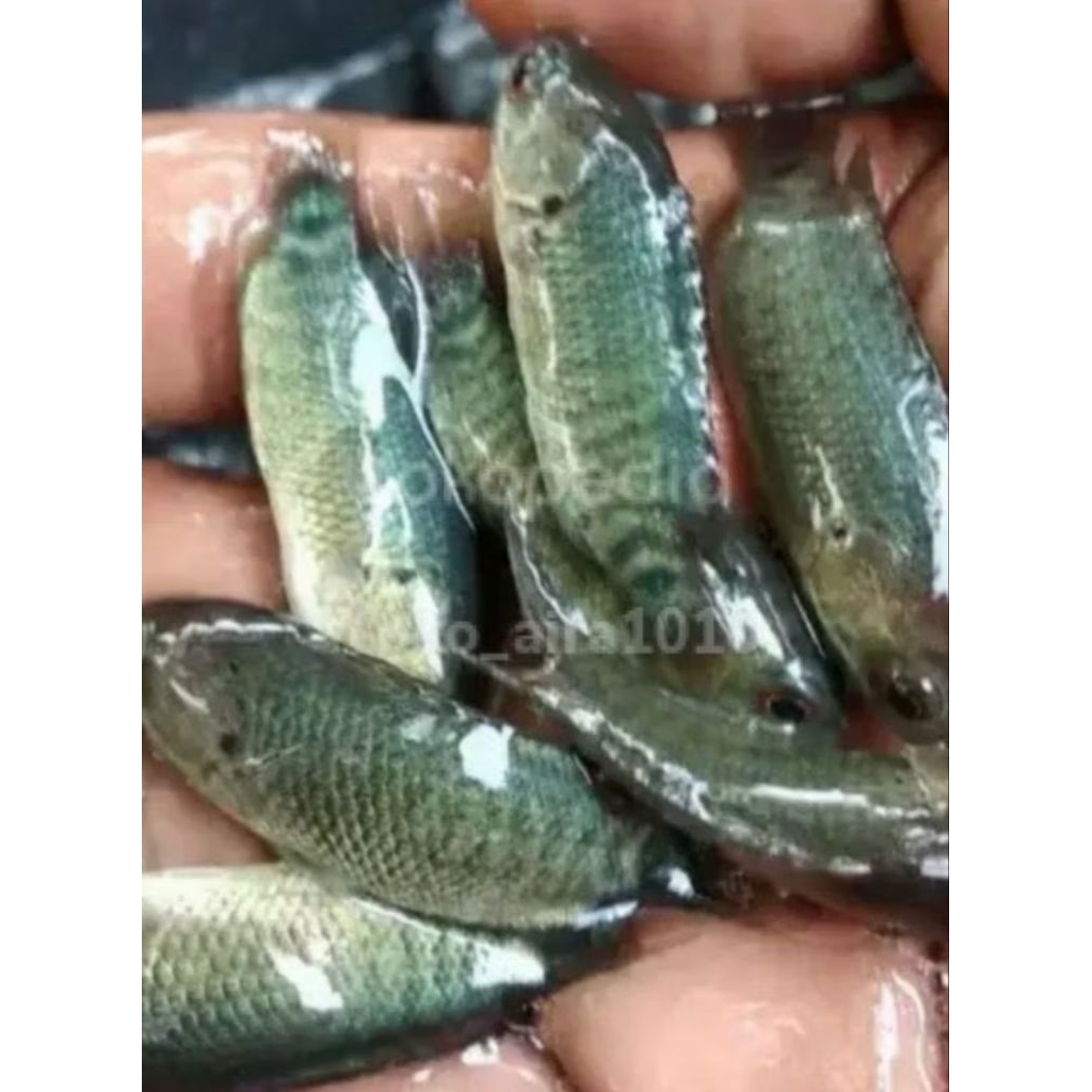 bibit bobot vitamin super original ikan papuyu klimntn khusus partai 50 ekor semoga selamat sampai t