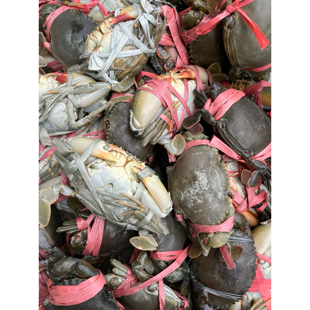 Kepiting kecil hidup fresh