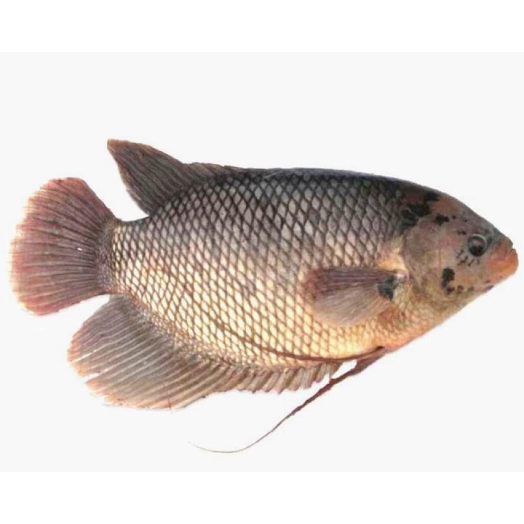 IKAN GURAME SRONO BANYUWANGI IKAN GURAME SRONO IKAN GURAME BANYUWANGI GURAME BELAH GURAME FILLET GUR