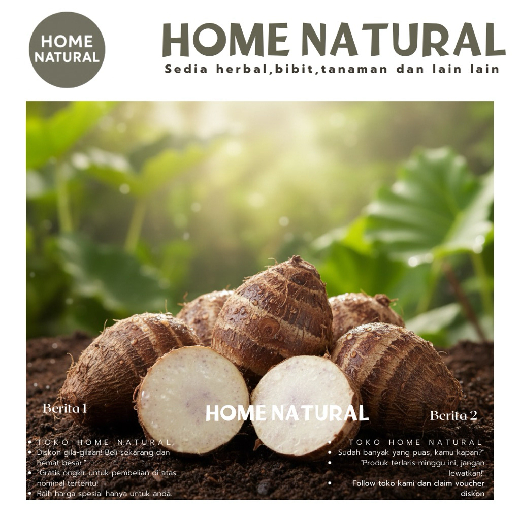 500gram umbi talas pulen/ Umbi talas kimpul segar