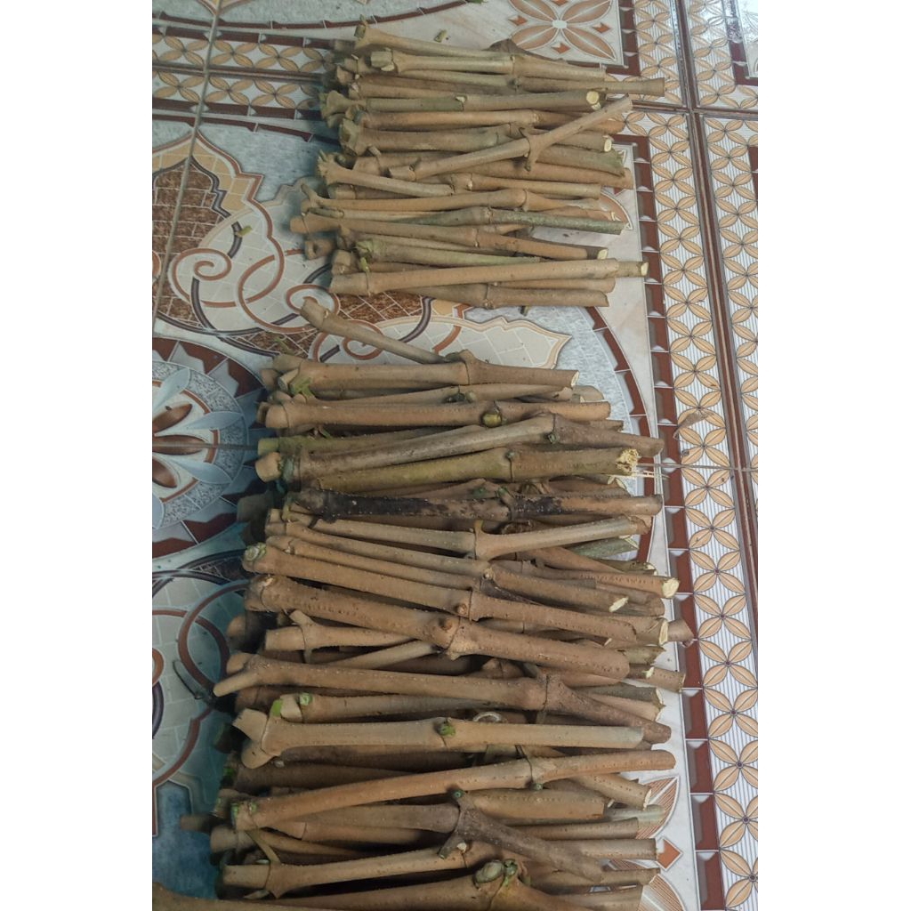 Bibit stek pakan ternak trichantera gigantea