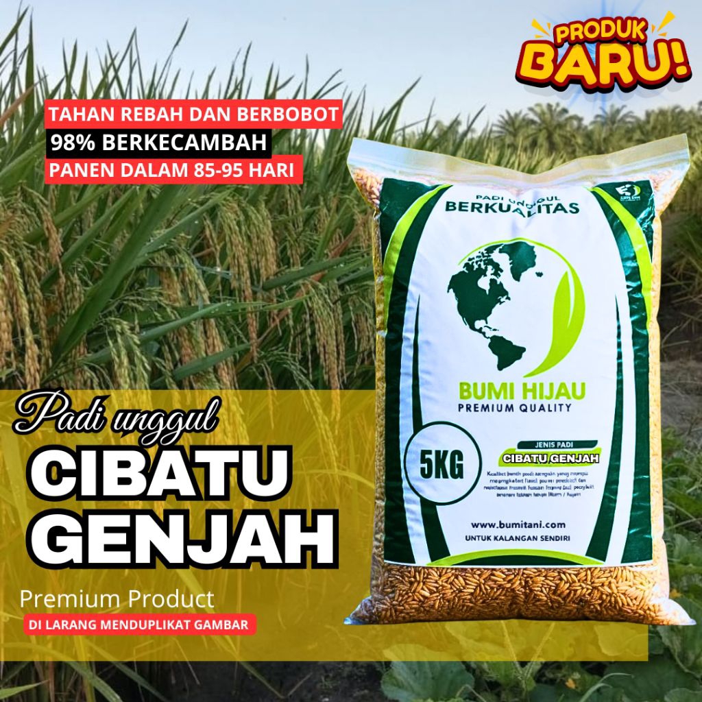 benih padi cibatu genjah 5kg original