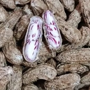 Kacang Tanah/ Kacang Lurik/ Kacang Madu 1 kg