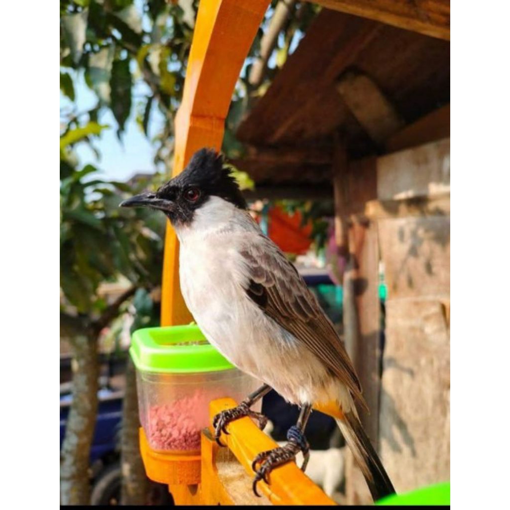 BURUNG KUTILANG LOKAL JAWA TIMUR TERAWAT SUDAH BUNYI