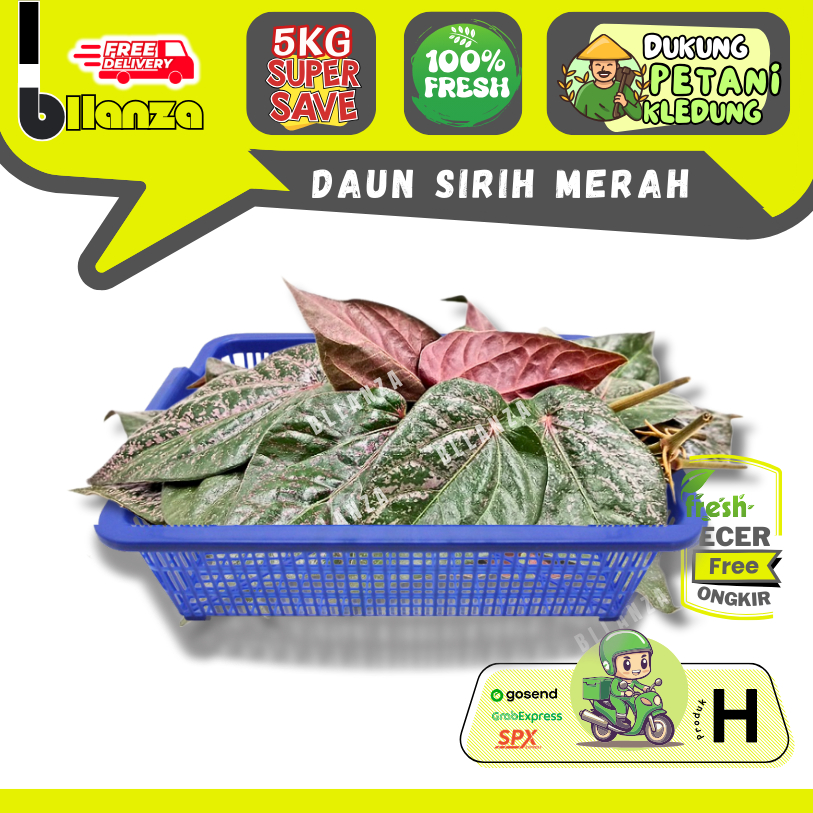 Bllanzanow | Terlaris Daun Sirih Merah Daun Sirih Hijau Organik — Sayur Gunung ECER